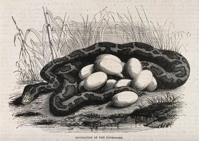 A female python guarding her eggs