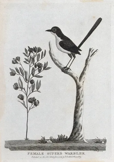A female superb warbler sitting on a branch of a tree
