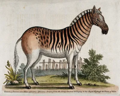 A female zebra standing in an enclosure