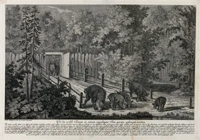 A fenced-in trap for wild boar in the forest