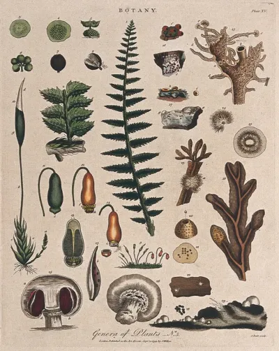 A fern, a moss, a fungus and an alga: all with anatomical details