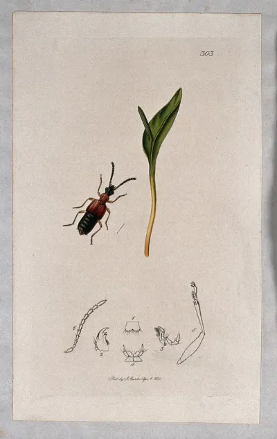 A fern with an associated insect and its abdominal segments