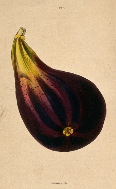 A fig (Ficus carica cv.): one fruit