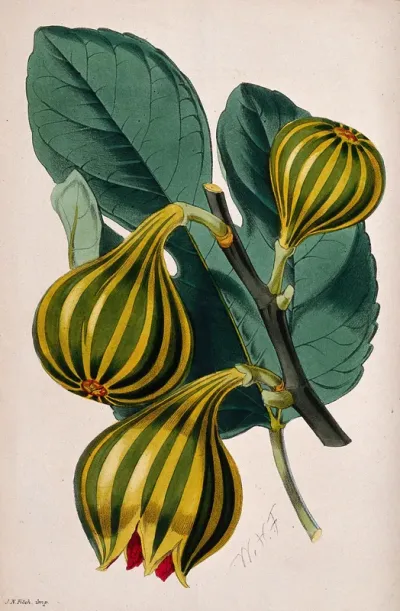 A fig plant (Ficus carica var.): fruiting stem and leaf