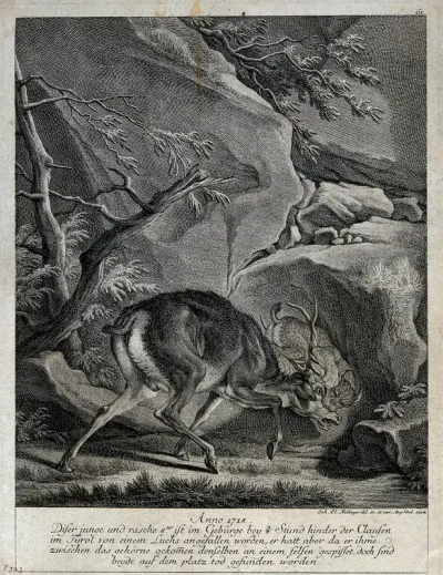 A fight between a young stag and a lynx in which both die