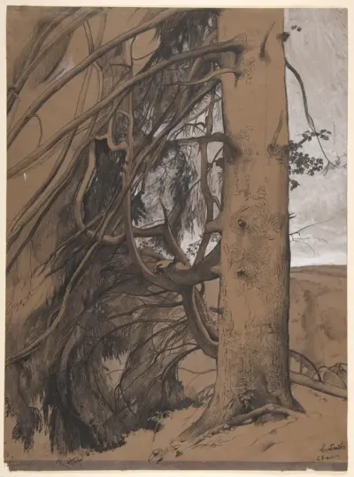 A Fir Tree in the Forest of the Landes, Aquitane
