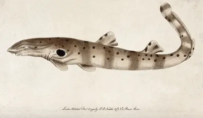 A fish. Coloured etching