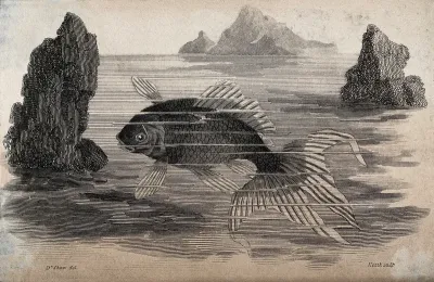 A fish swimming between the rocks in the sea