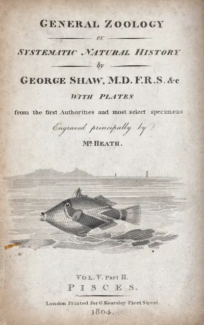 A fish swimming in the sea