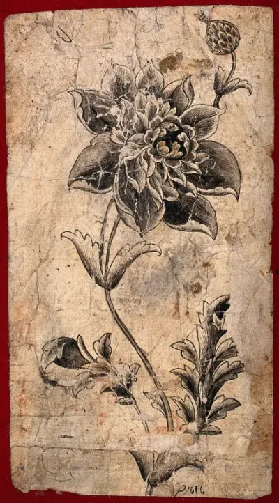A flower and stem, possibly of a double poppy (Papaver species)