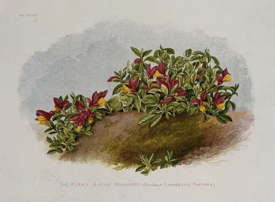 A flowering alpine milkwort (Polygala chamaebuxus var