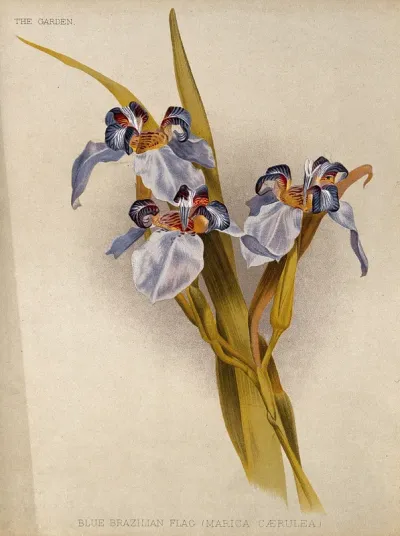 A flowering blue flag iris (Marica caerulea) Chromolithograph, c