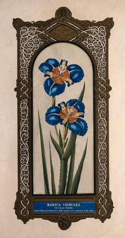 A flowering blue iris (Marica cærulea) with large, ornate border