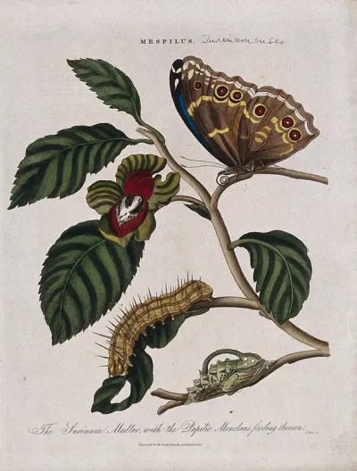 A flowering branch of medlar (Mespilus germanica) with butterfly, chrysalis and caterpillar of a Papilio species