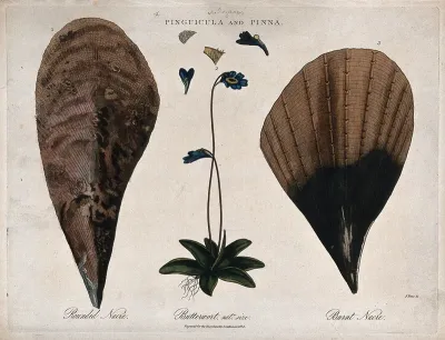 A flowering butterwort plant (Pinguicula vulgaris) and two pinnae (fins)