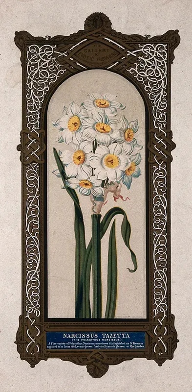 A flowering daffodil (Narcissus tazetta) with large, ornate border