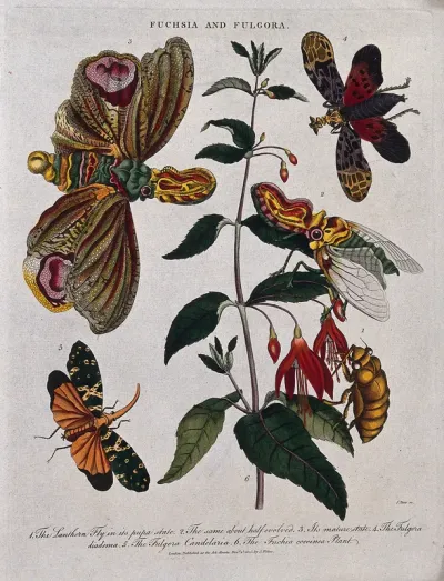 A flowering fuchsia (Fuchsia coccinea) and a planthopper insect (Fulgora diadema) in both pupal and adult state