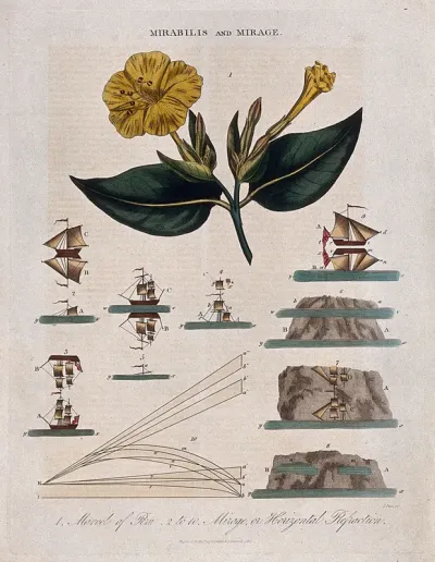 A flowering marvel of Peru plant (Mirabilis jalapa) and nine diagrams illustrating refraction of light