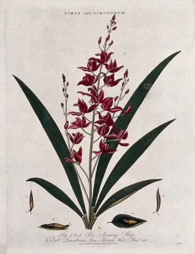 A flowering orchid (Bletia verecunda) and a spinning slug (Limax species)