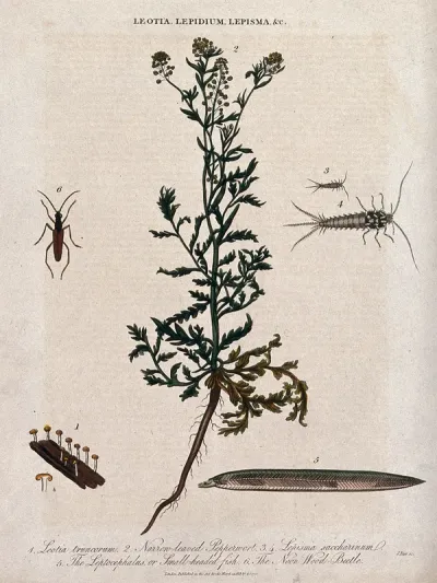 A flowering pepperwort plant (Lepidium species) with a cup fungus, two silverfish, a fish larva and wood-beetle