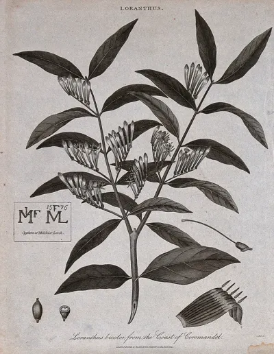 A flowering plant (Loranthus bicolor) and two ciphers of the artist, Melchior Lorch