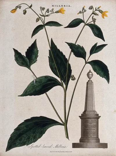 A flowering plant (Milleria quinqueflora) and a monument to the botanist, Philip Miller