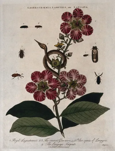 A flowering queen-flower (Lagerstroemia speciosa) with five glow-worms (Lampyris species) and a snake (Langaya species)