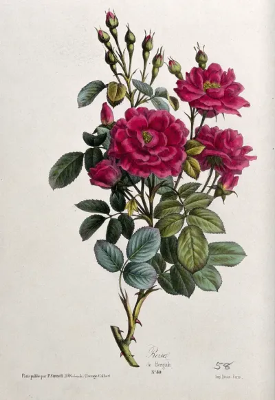 A flowering rose (Rosa species)