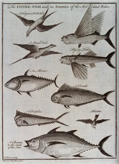 A flying fish and its enemies of the air and water, including an albatros and a dolphin