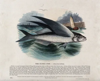 A flying fish in the sea with a boat in the background