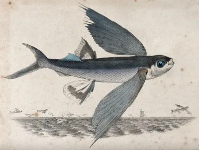 A flying fish shown flying over water