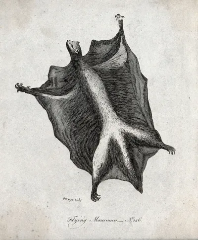 A flying macauco (macaque)