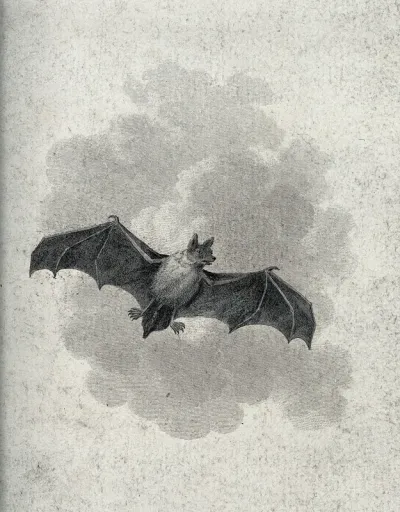 A flying short eared bat
