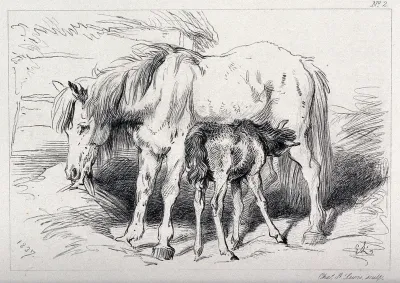 A foal feeding on a mare
