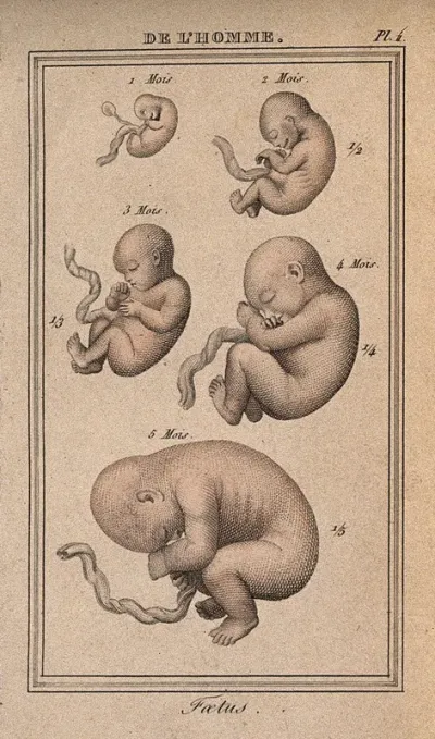 A foetus shown at various stages of development, from one month to five months