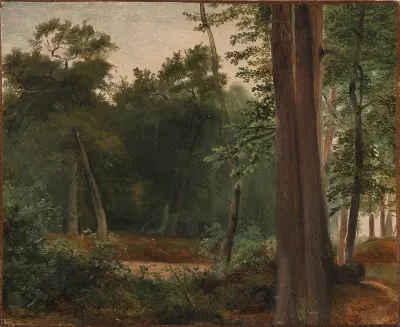 A forest clearing