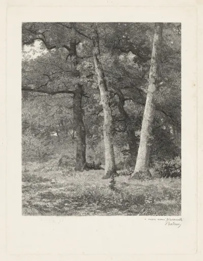 A Forest Clearing