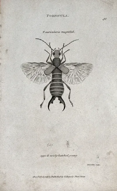 A Forficula auricularis shown as imago with eggs and newly-hatched young