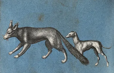 A fox and a greyhound (?)