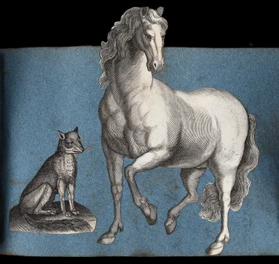 A fox and a horse