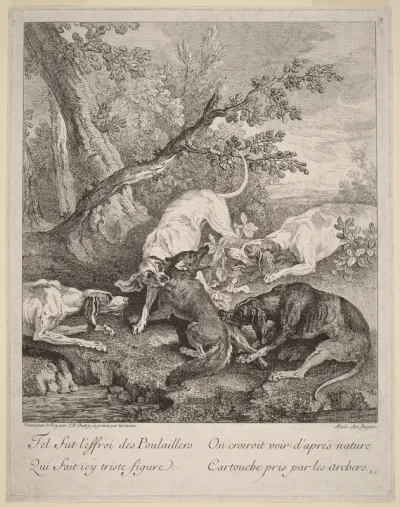 A Fox Attacked by Dogs