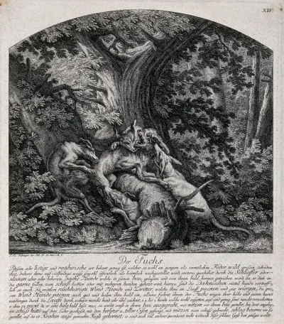 A fox, chased out of its den, is bitten to death by four hounds
