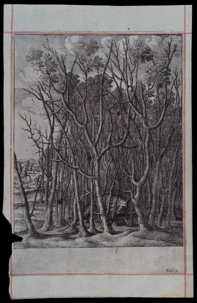A fox has taken shelter in a thicket of thorn bushes
