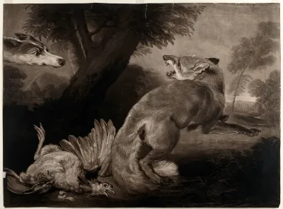 A fox, having just killed a chicken, is surprised by a hound