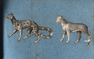 A fox-like animal and a cheetah (?)
