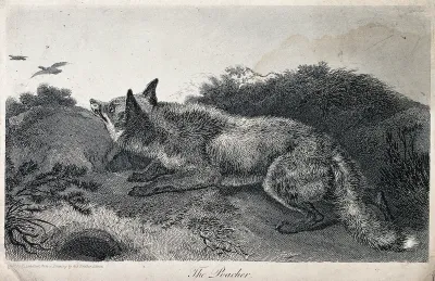 A fox stalking ducks in the heath