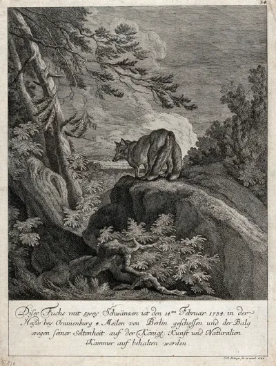 A fox with two tails on a rock in the forest