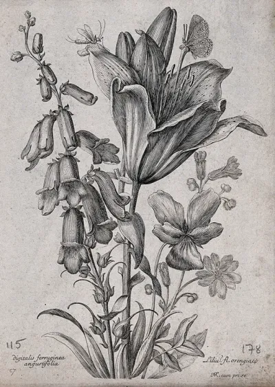 A foxglove (Digitalis purpurea) and orange lily (Lilium bulbiferum): flowering stems with butterfly and other insect