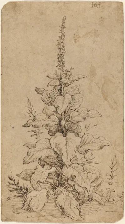 A Foxglove in Bloom