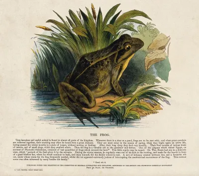 A frog sitting on the shore of a lake